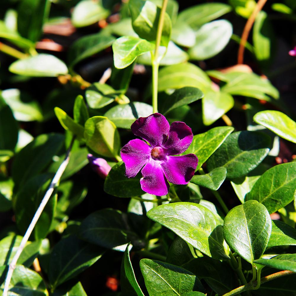 Saschiu (Vinca Minor) Rosu