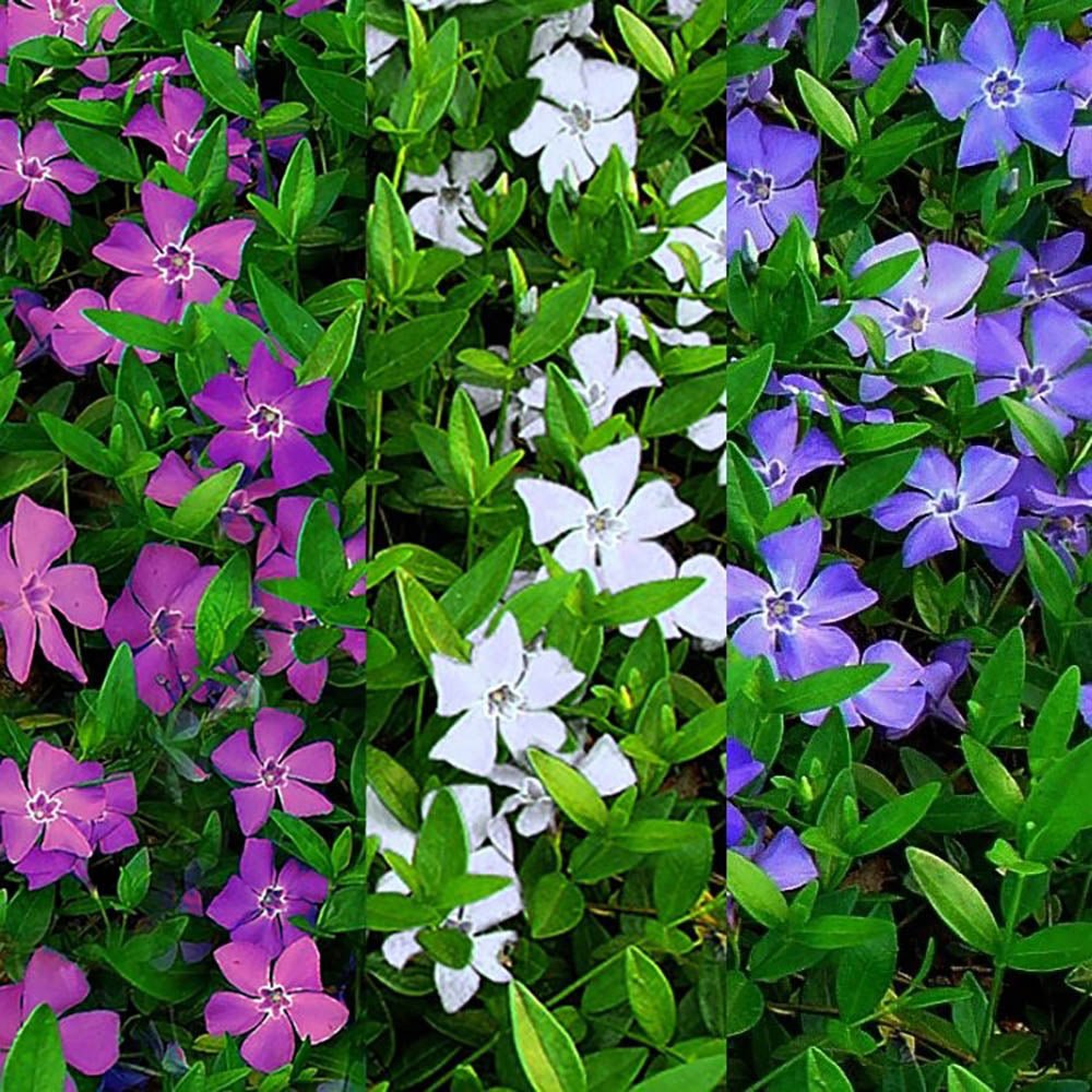 Saschiu Tricolor cu frunza mica, tarator, vesnic verde cu flori purpurii-alb-mov (Vinca Minor)