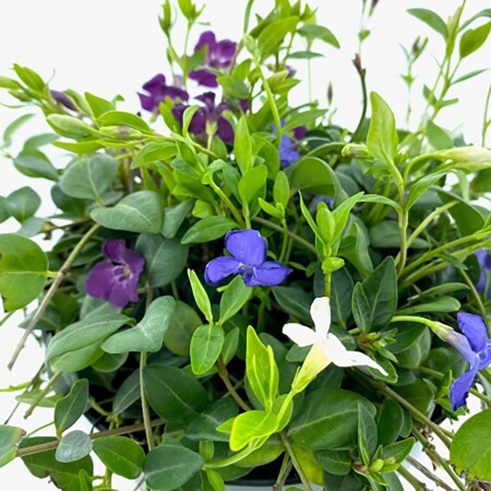 Saschiu Tricolor cu frunza mica, tarator, vesnic verde cu flori purpurii-alb-mov (Vinca Minor)