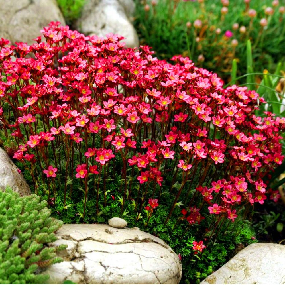 Saxifraga Touran Deep Red