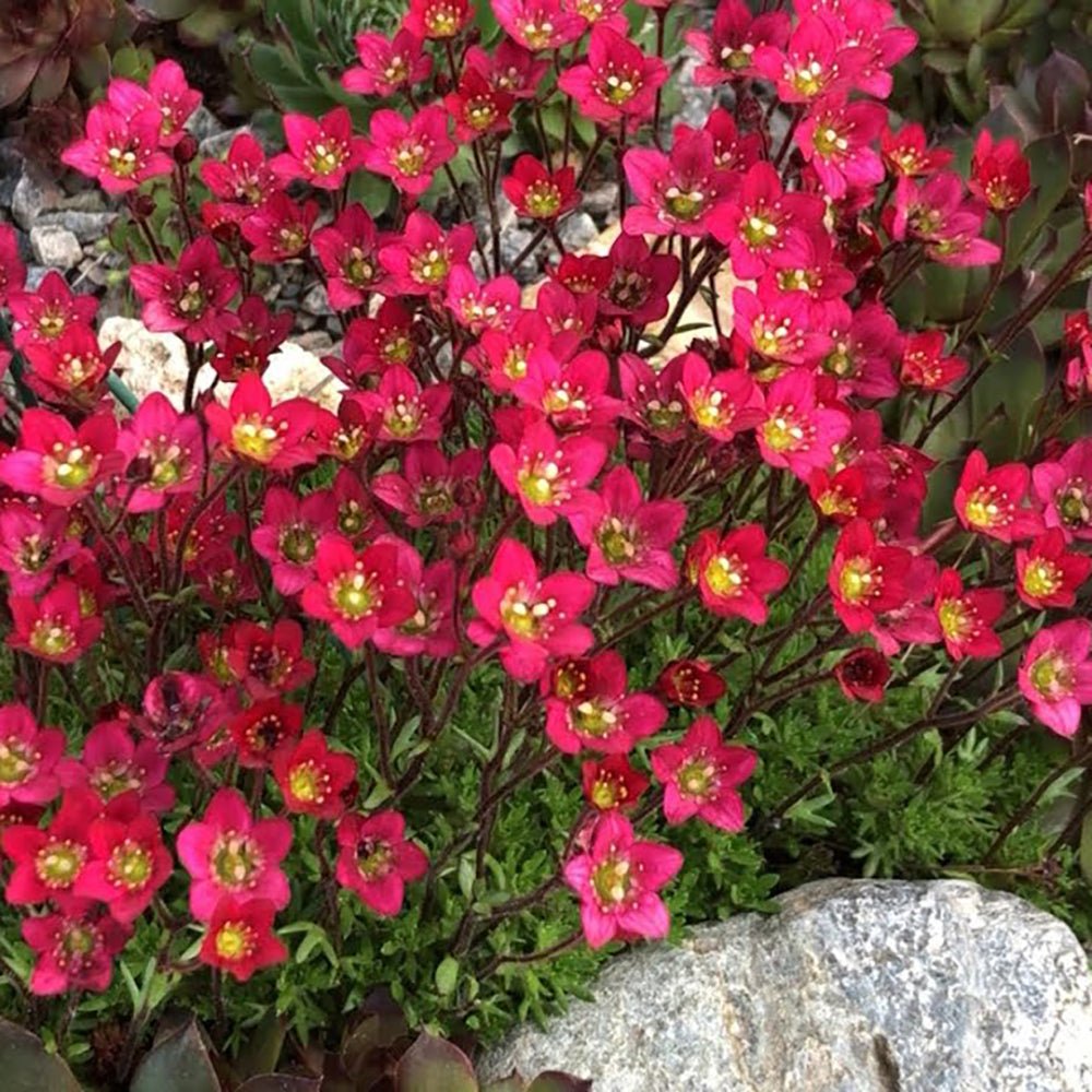 Saxifraga Touran Deep Red