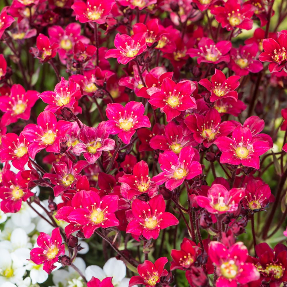 Saxifraga Touran Deep Red