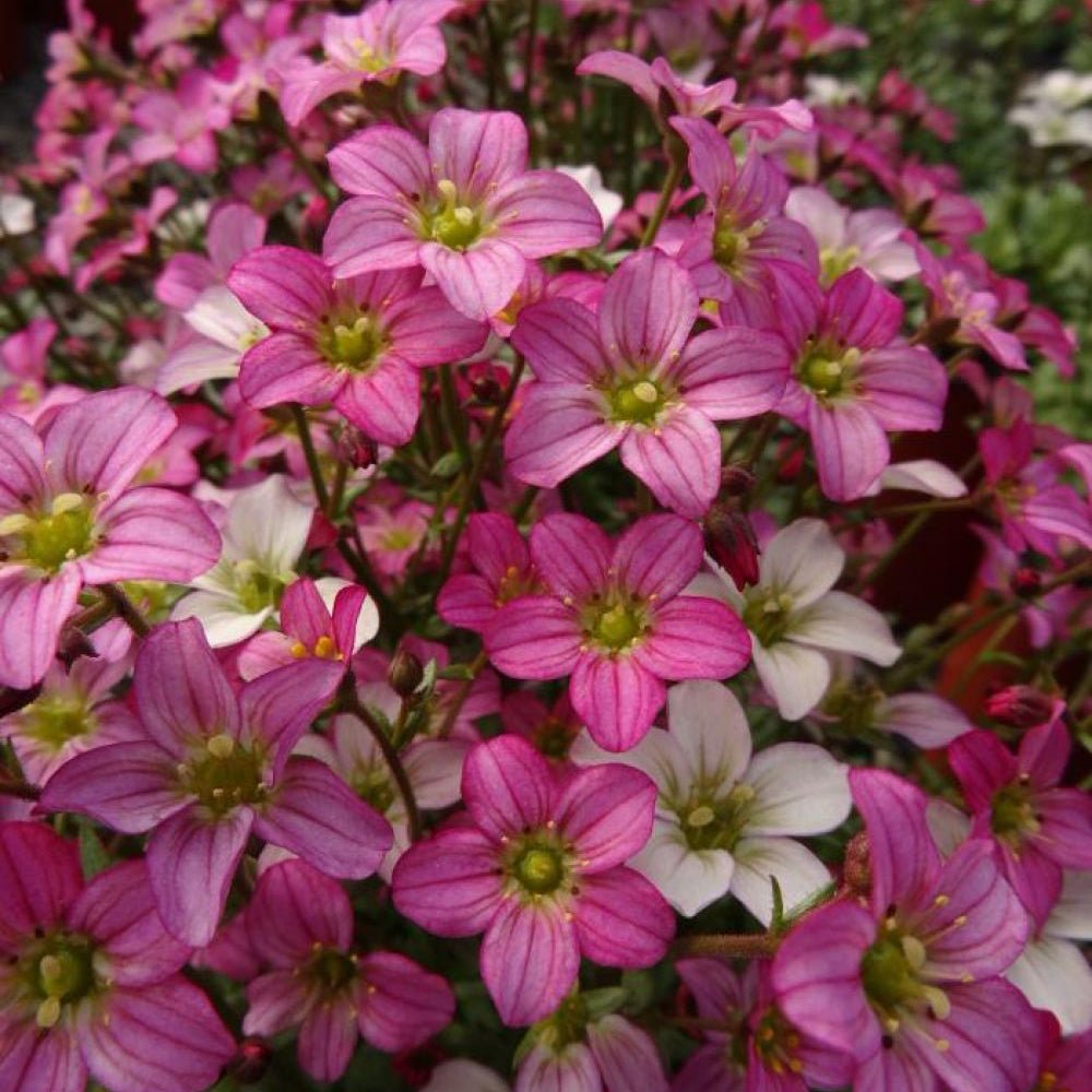 Saxifraga Touran Pink