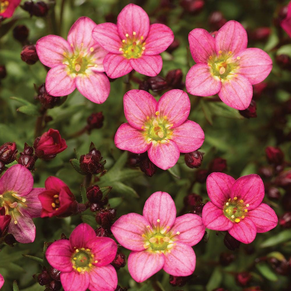 Saxifraga Touran Pink