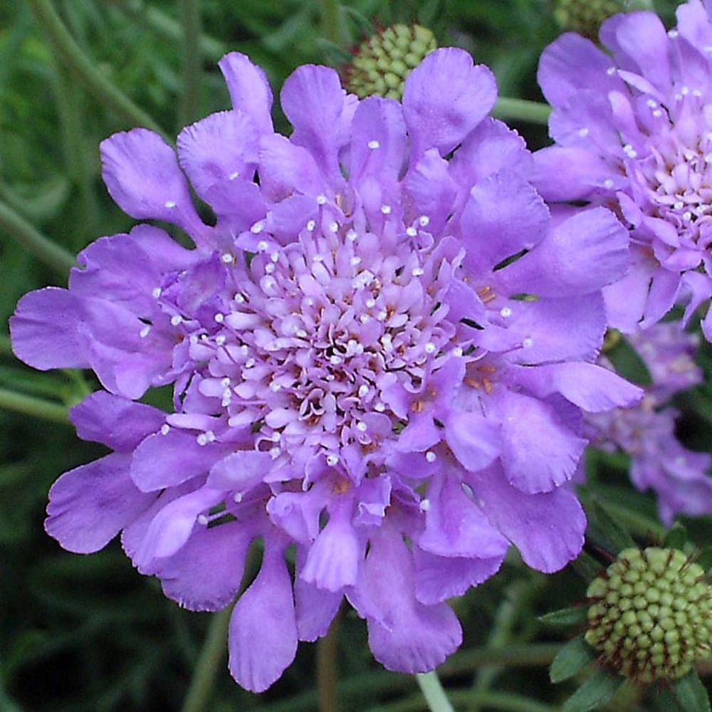 Scabiosa Butterfly Blue, cu flori albastre