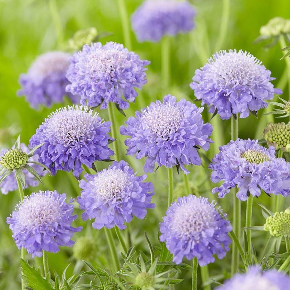 Scabiosa Butterfly Blue, cu flori albastre