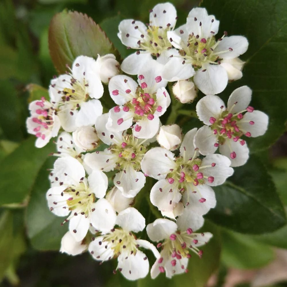 Scorus Negru (Aronia melanocarpa), cu fructe negre pline de vitamine