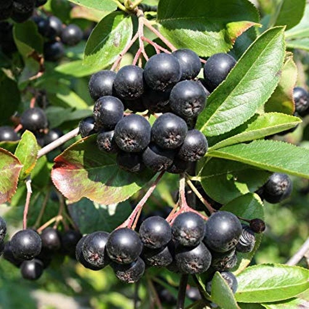 Scorus Negru (Aronia melanocarpa), cu fructe negre pline de vitamine