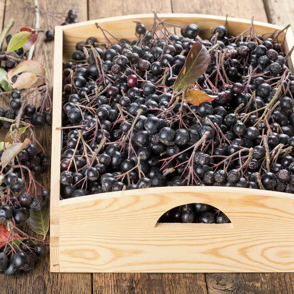 Scorus Negru (Aronia melanocarpa), cu fructe negre pline de vitamine