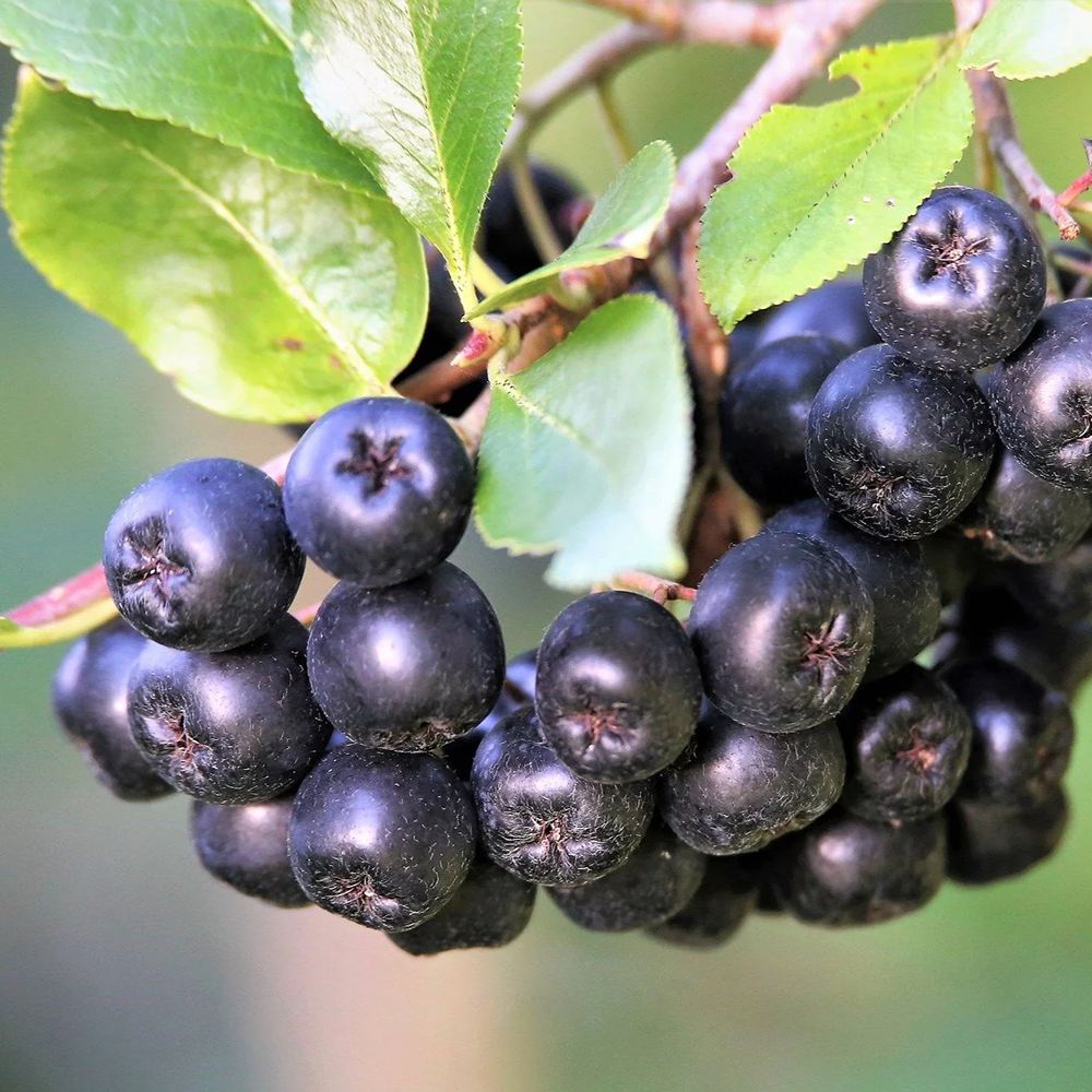 Scorus Negru (Aronia melanocarpa), cu fructe negre pline de vitamine
