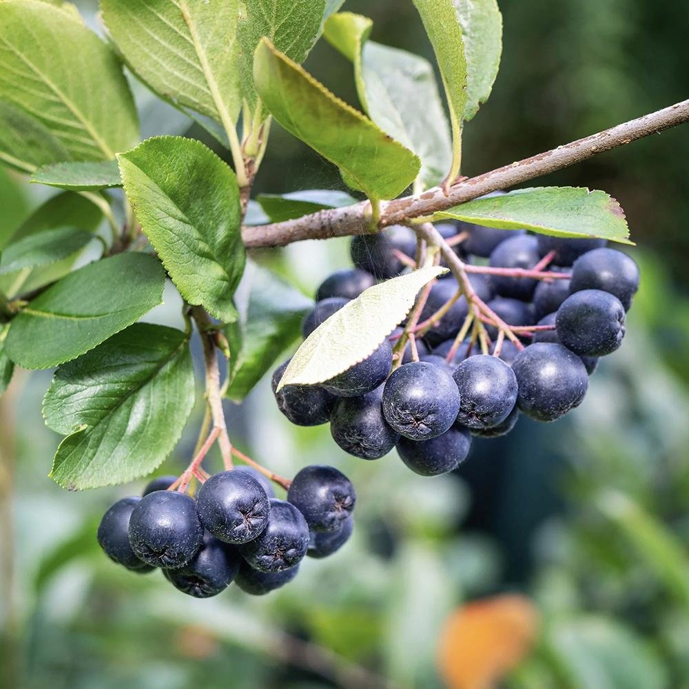 Scorus Negru (Aronia melanocarpa), cu fructe negre pline de vitamine