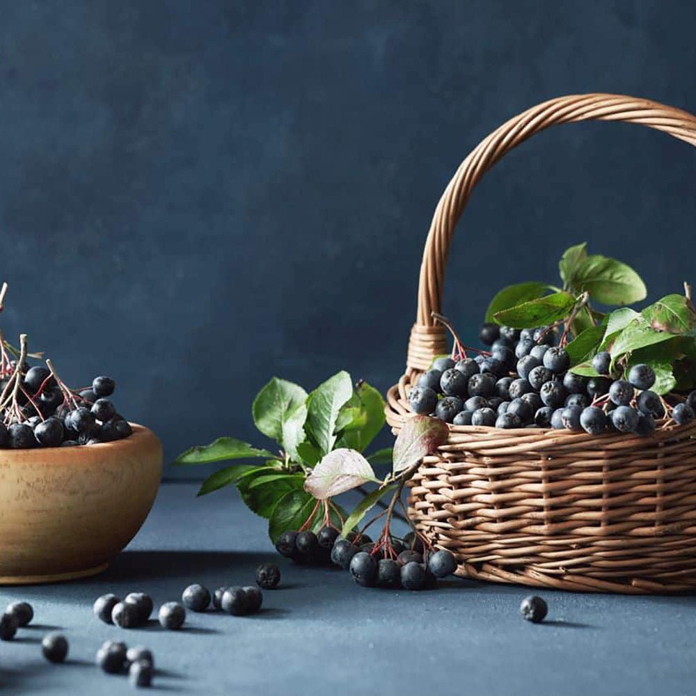 Scorus Negru (Aronia melanocarpa), cu fructe negre pline de vitamine