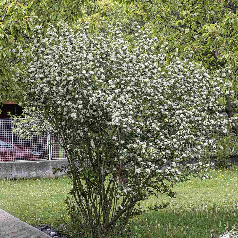 Scorus Negru (Aronia melanocarpa), cu fructe negre pline de vitamine