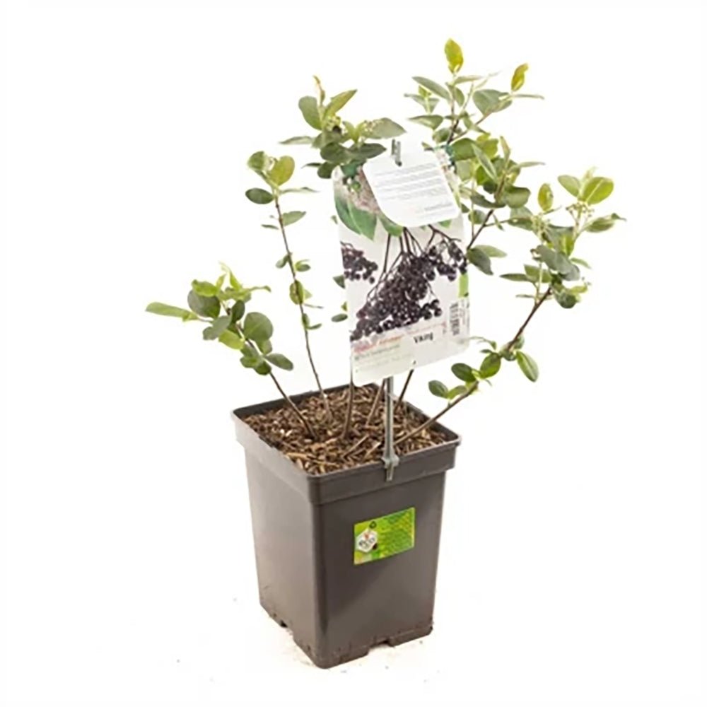 Scorus Negru (Aronia melanocarpa), cu fructe negre pline de vitamine