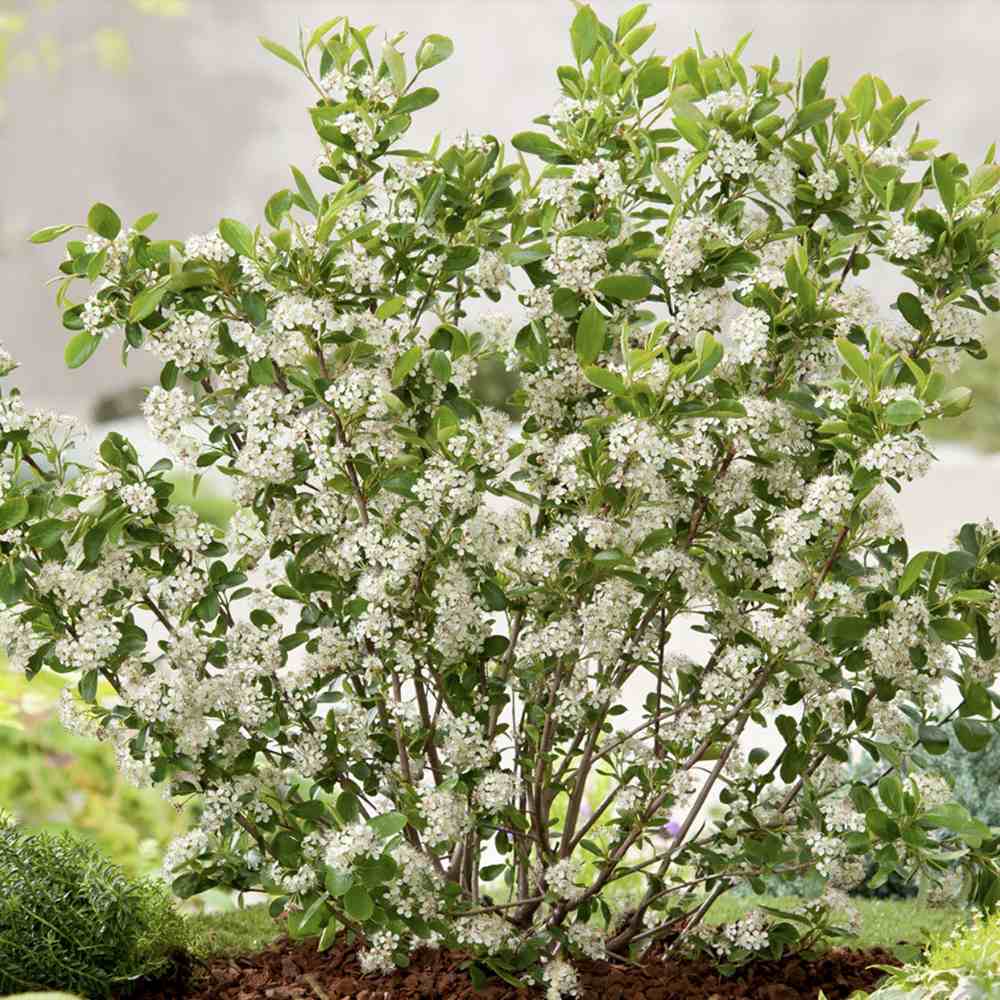 Scorus Negru (Aronia melanocarpa), cu fructe negre pline de vitamine