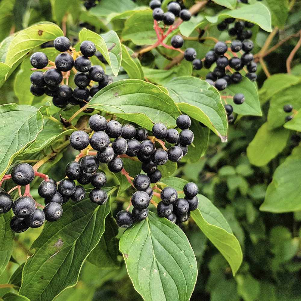 Scorus Negru (Aronia melanocarpa), cu fructe negre pline de vitamine - VERDENA-100-125 cm inaltime, livrat in ghiveci de 6 l