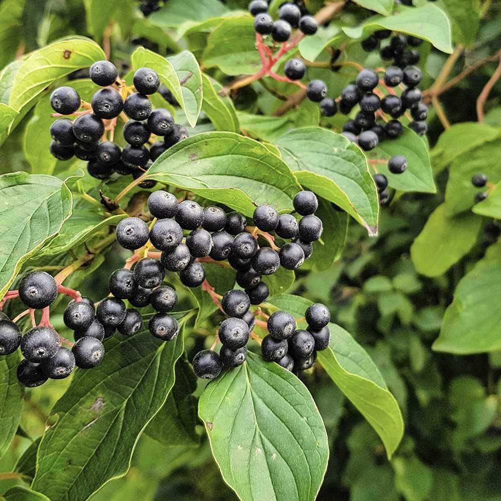 Scorus Negru (Aronia melanocarpa), cu fructe negre pline de vitamine