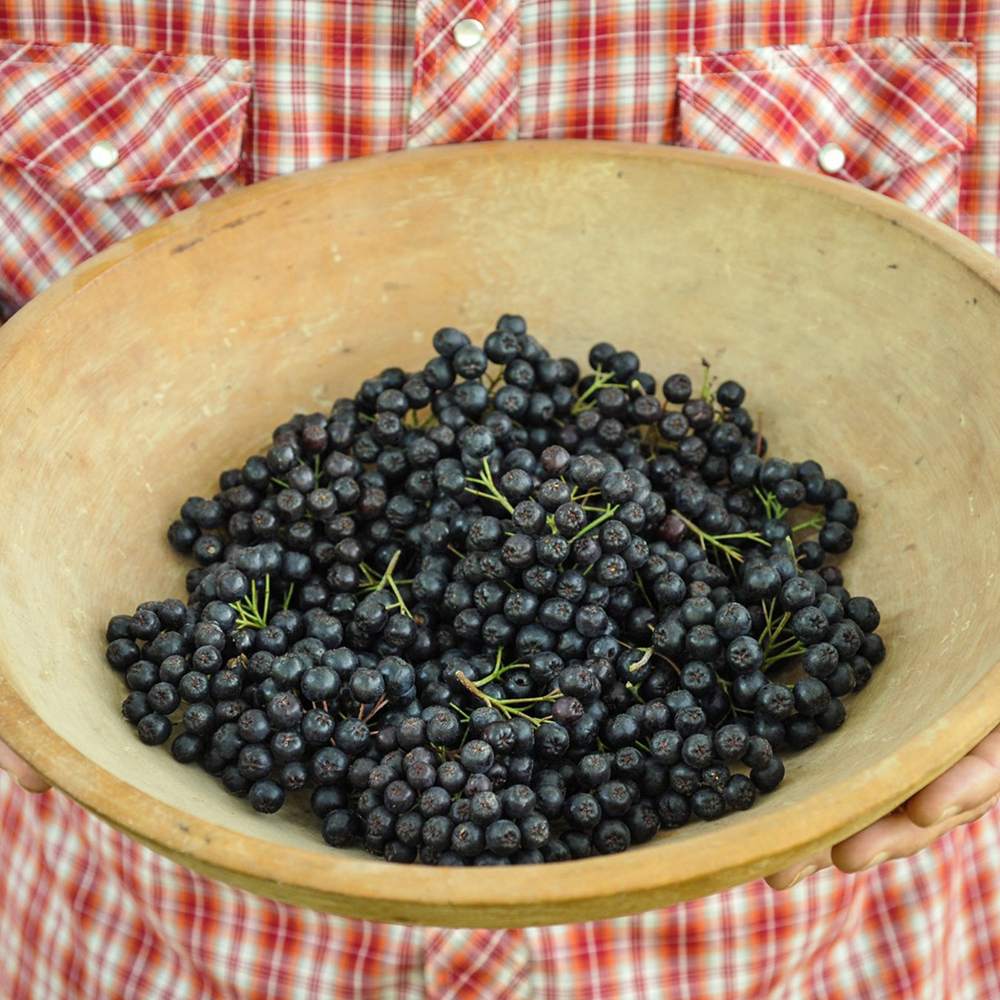 Scorus Negru (Aronia Viking), cu fructe negre pline de vitamine