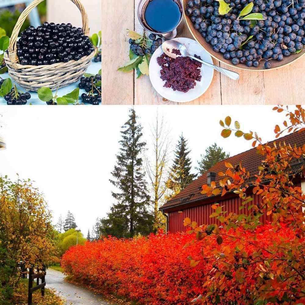 Scorus Negru (Aronia Viking), cu fructe negre pline de vitamine