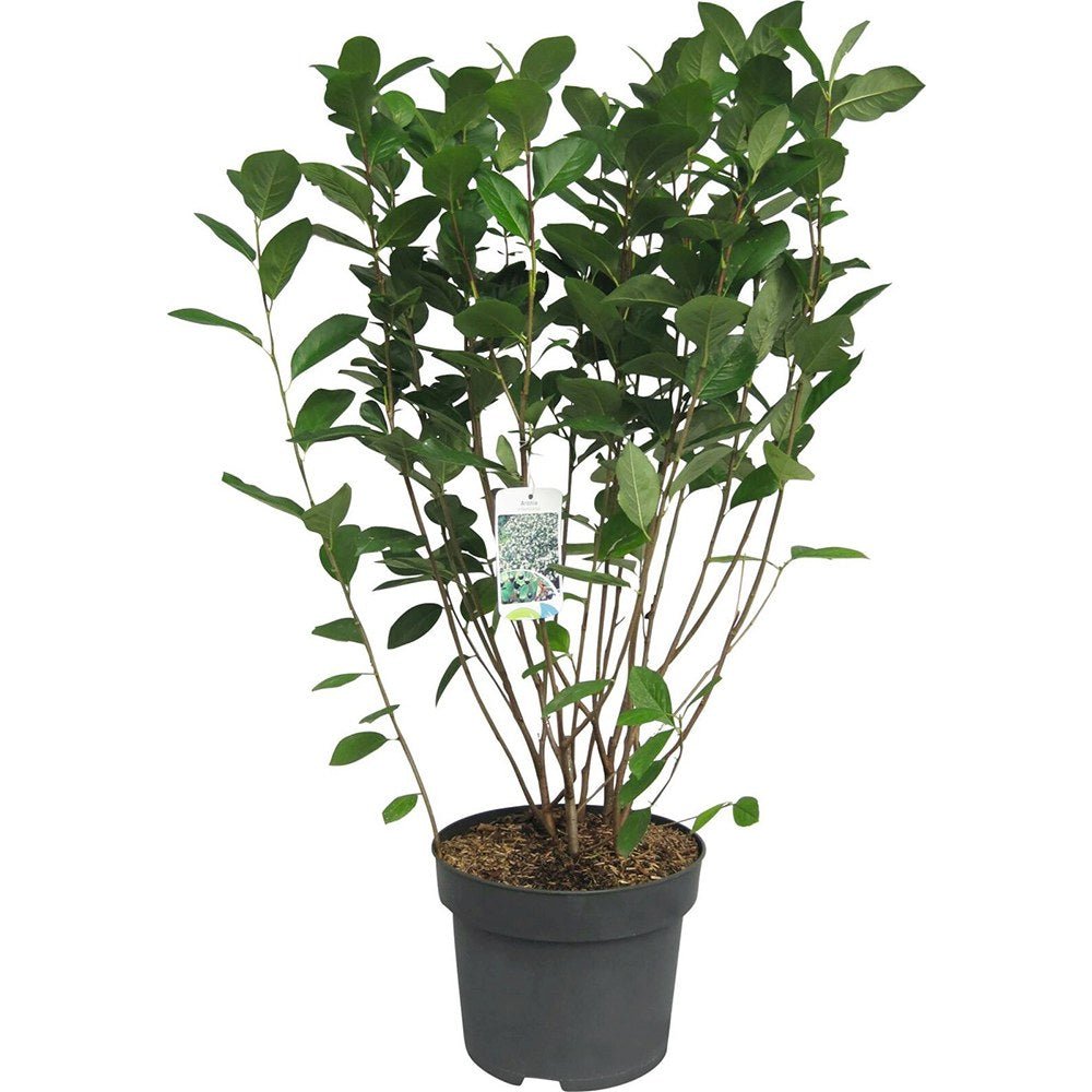 Scorus Negru (Aronia Viking), cu fructe negre pline de vitamine