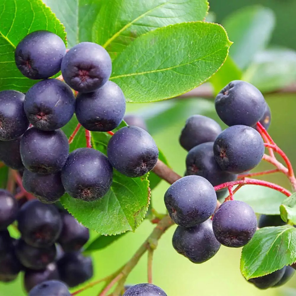 Scorus Negru (Aronia Viking), cu fructe negre pline de vitamine