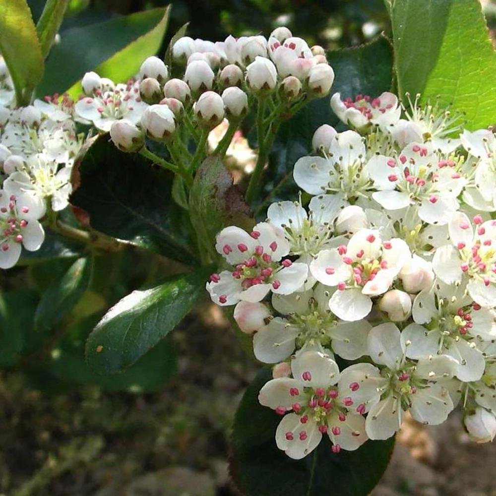 Scorus Negru (Aronia Viking), cu fructe negre pline de vitamine