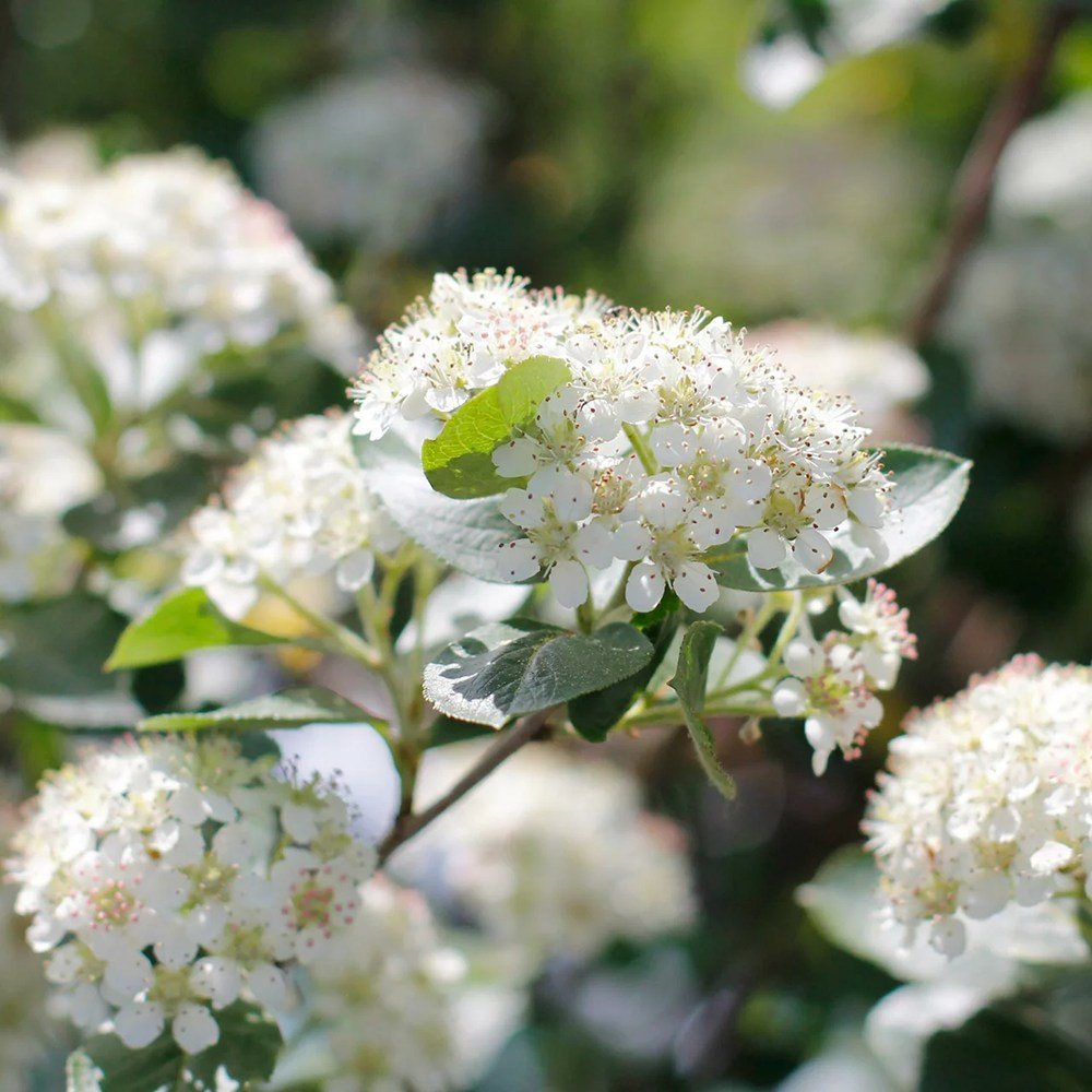 Scorus Negru (Aronia Viking), cu fructe negre pline de vitamine