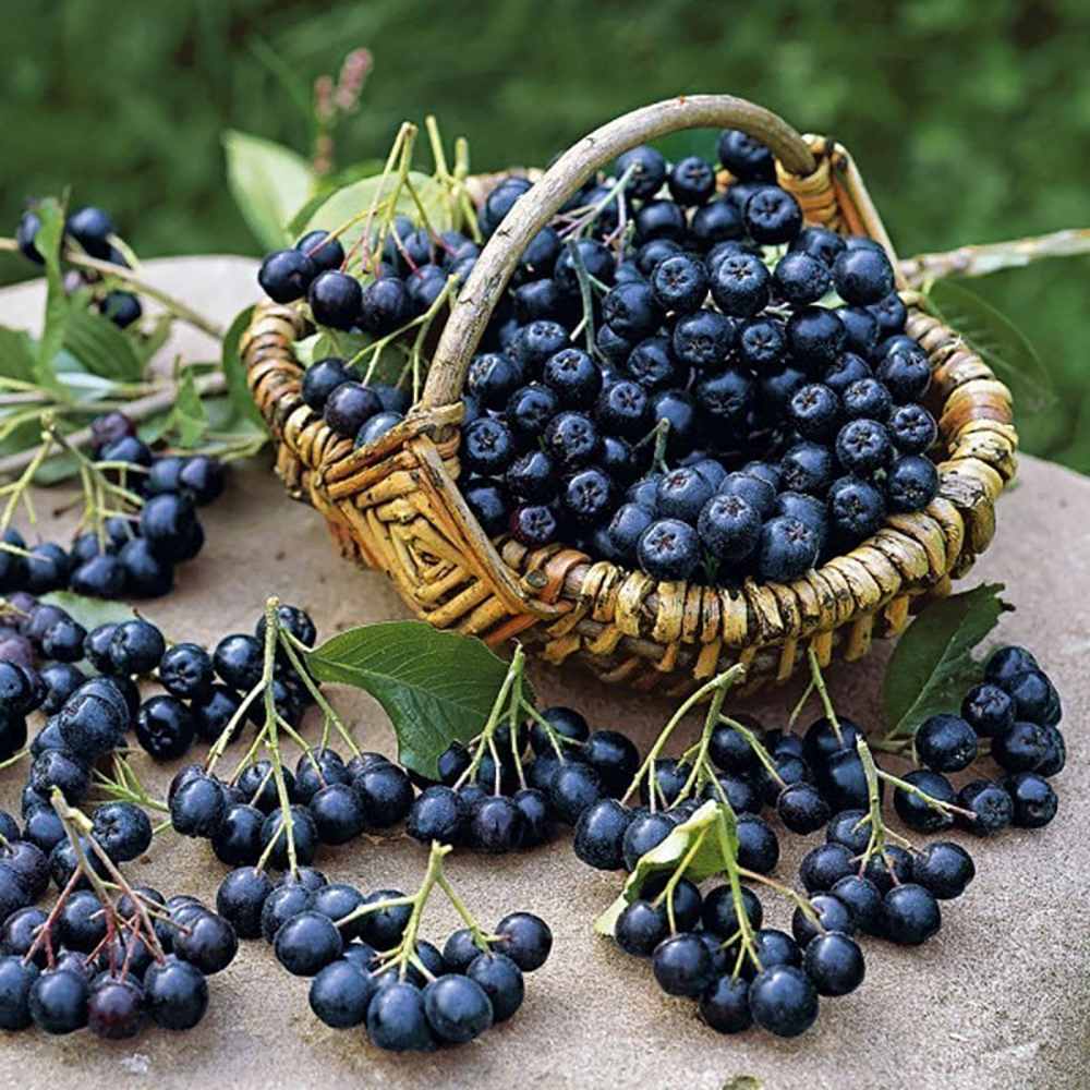 Scorus Negru (Aronia Viking), cu fructe negre pline de vitamine