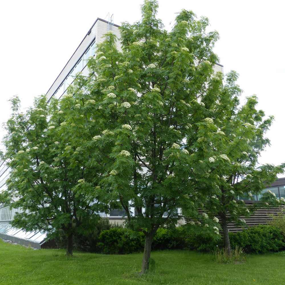 Scorus (Sorbus) Dodong, cu frunze rosii-portocalii in toamna