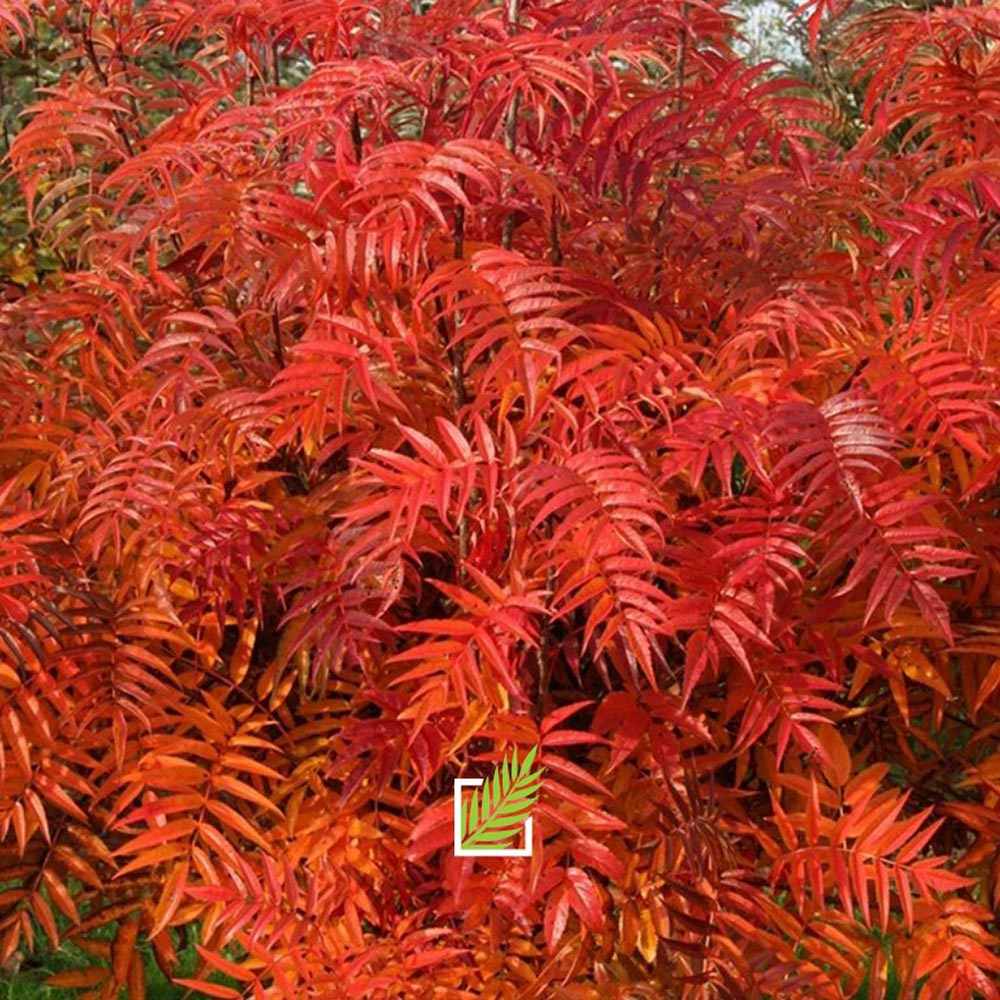 Scorus (Sorbus) Dodong, cu frunze rosii-portocalii in toamna