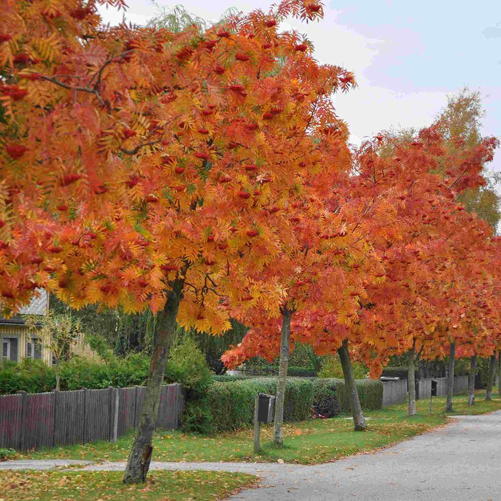 Scorus (Sorbus) Dodong, cu frunze rosii-portocalii in toamna