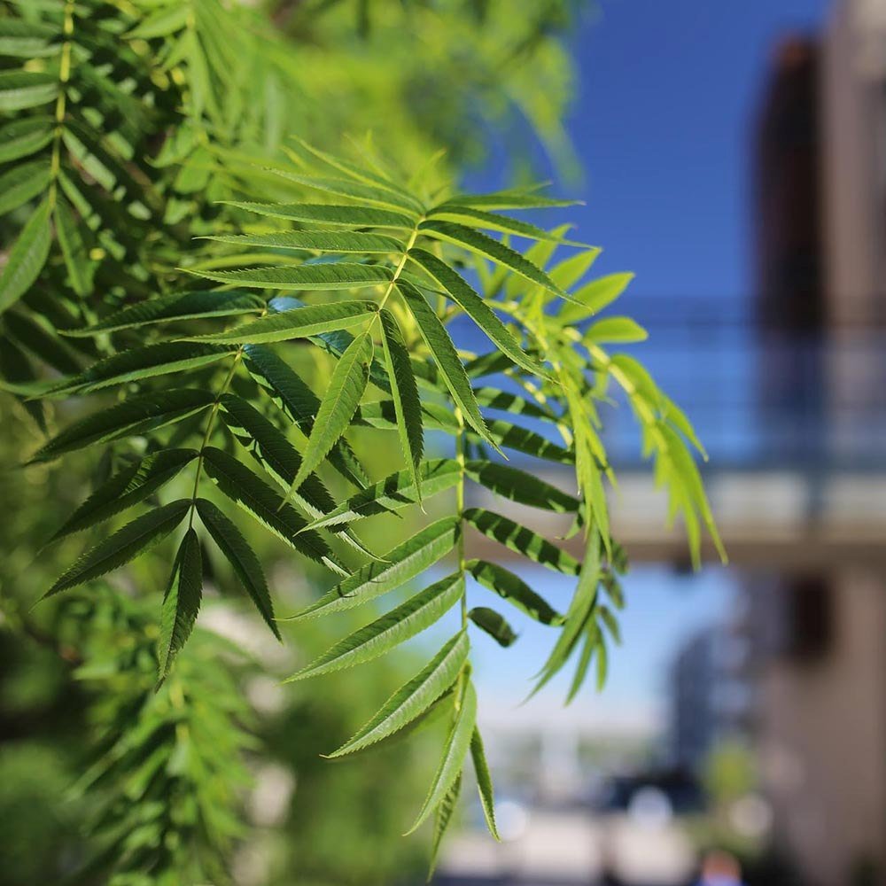 Scorus (Sorbus) Dodong, cu frunze rosii-portocalii in toamna