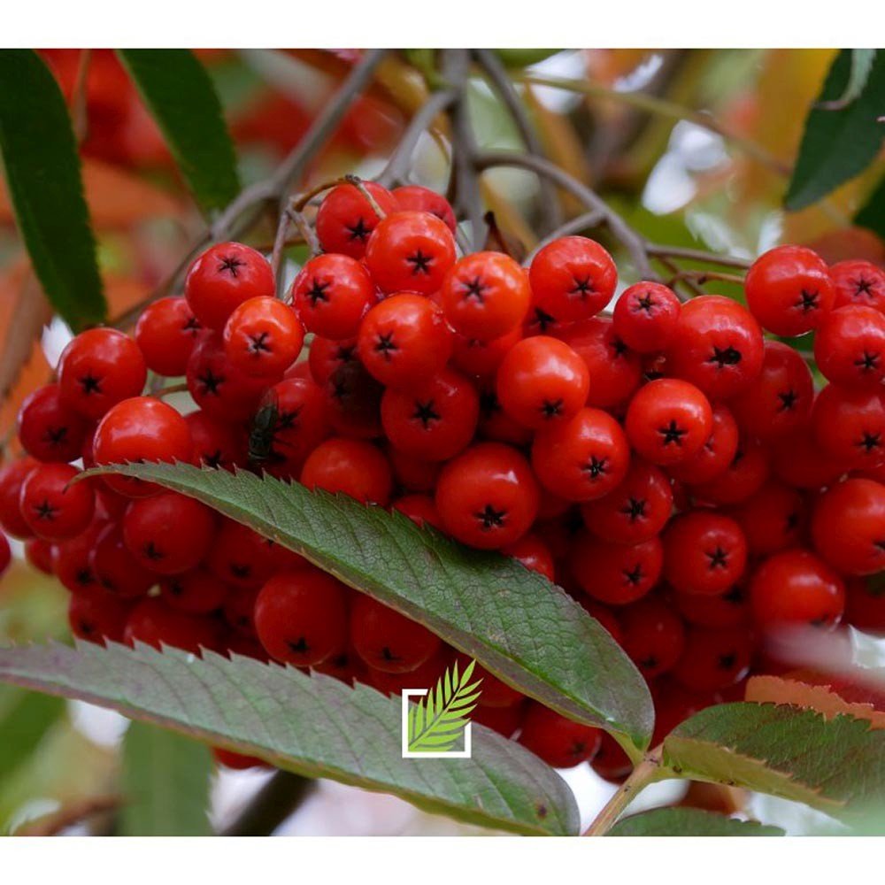 Scorus (Sorbus) Dodong, cu frunze rosii-portocalii in toamna