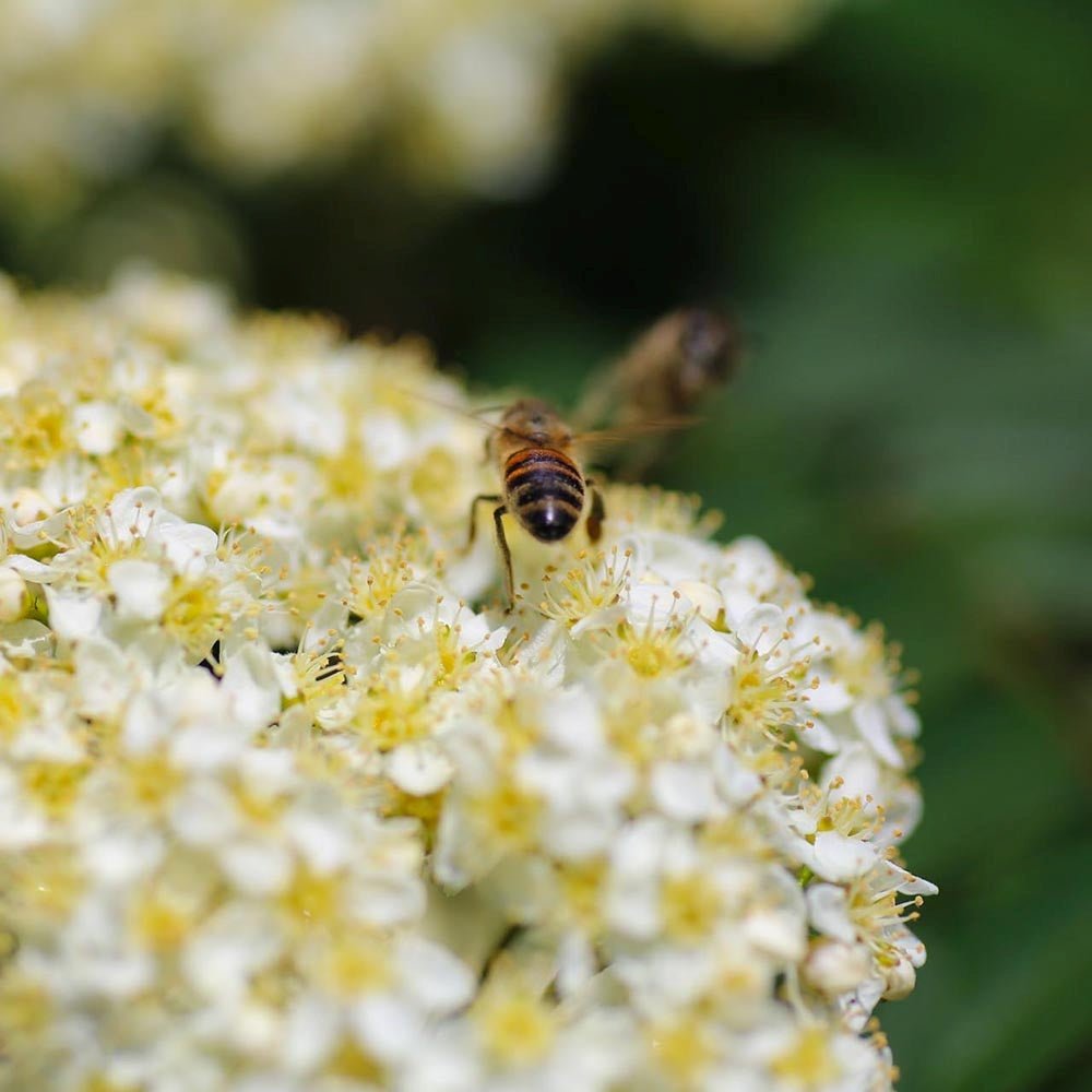 Scorus (Sorbus) Dodong, cu frunze rosii-portocalii in toamna