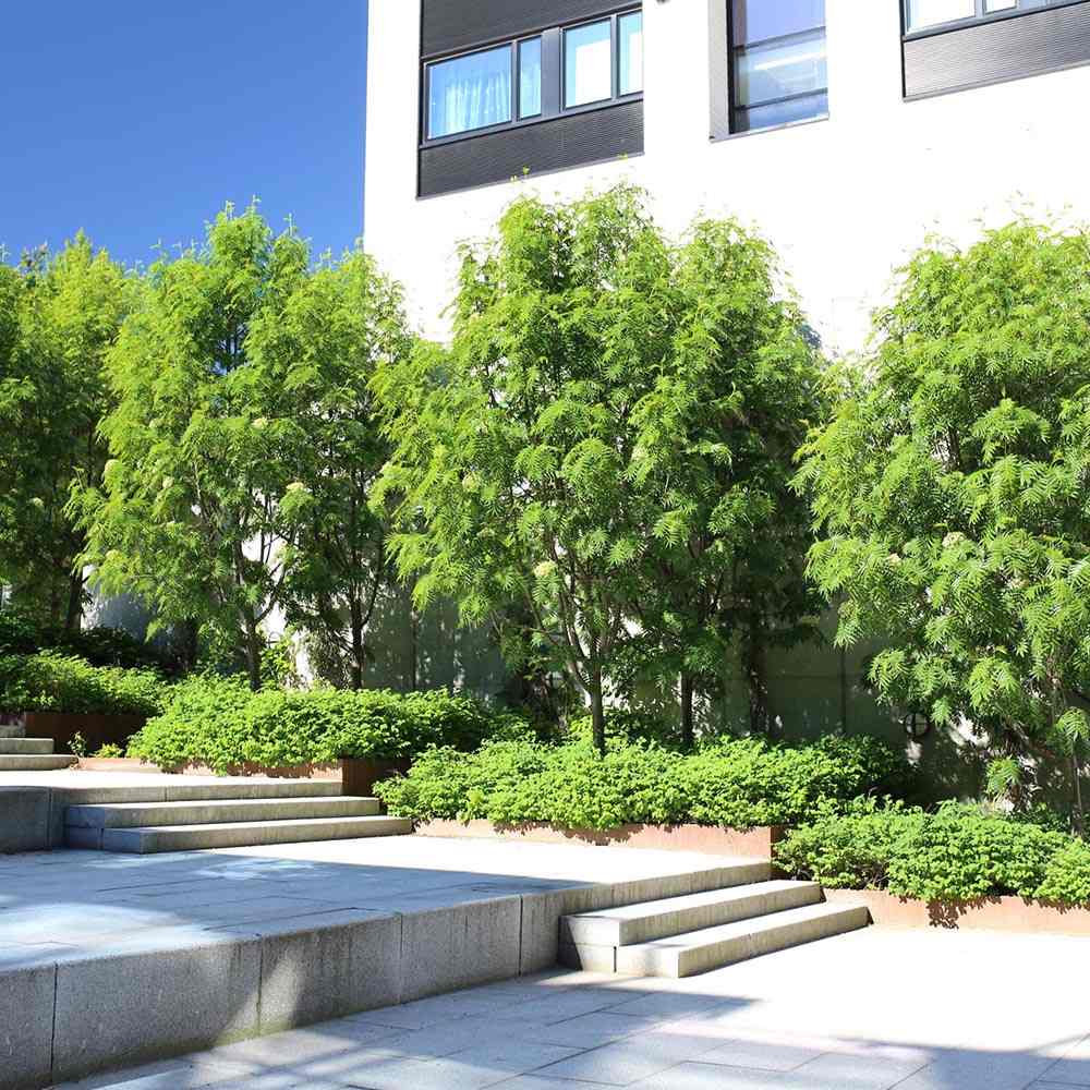 Scorus (Sorbus) Dodong, cu frunze rosii-portocalii in toamna