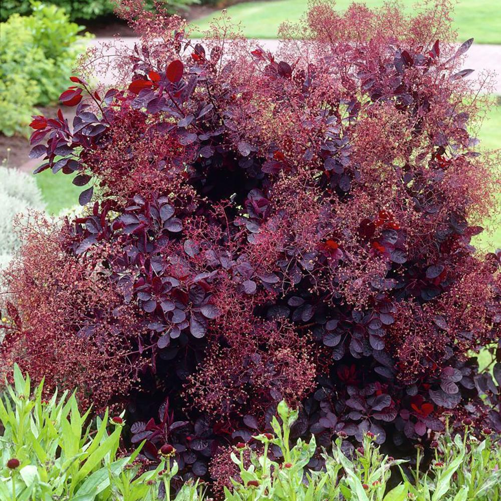 Arbore de Fum, Scumpie Rosie (Cotinus coggygria) Royal Purple