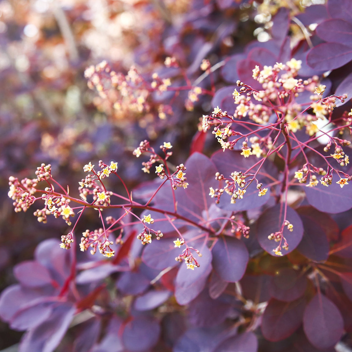 Arbore de Fum, Scumpie Rosie (Cotinus coggygria) Royal Purple