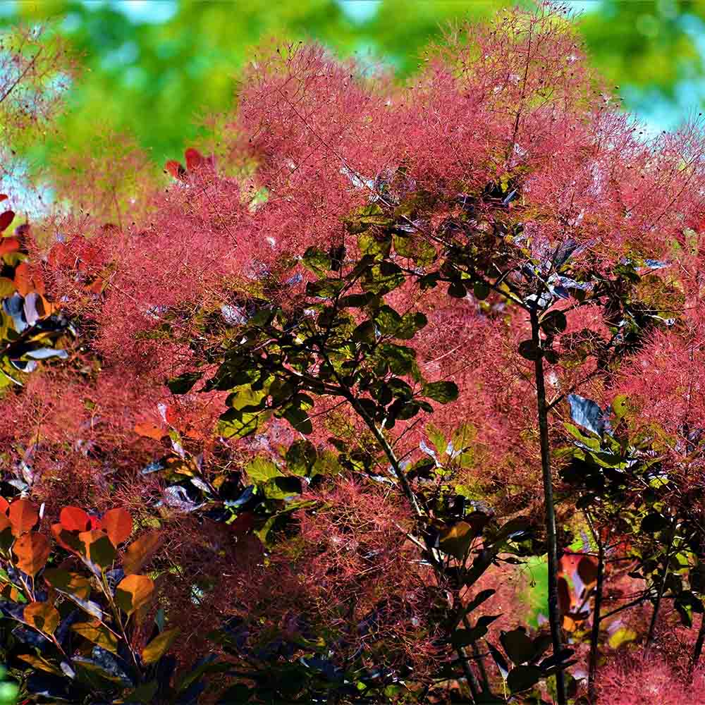 Arbore de Fum, Scumpie Rosie (Cotinus coggygria) Royal Purple
