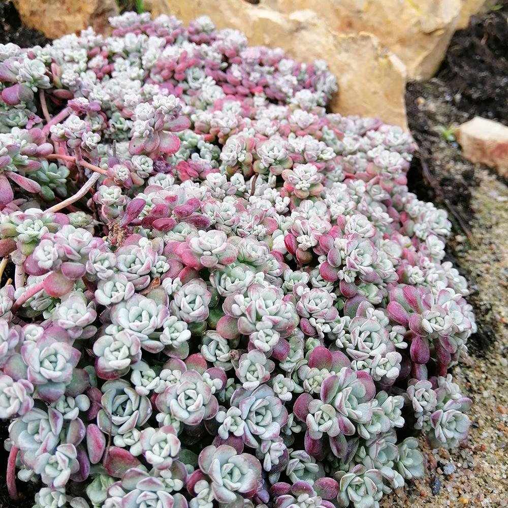 Iarba Grasa (Sedum) Capo Blanco