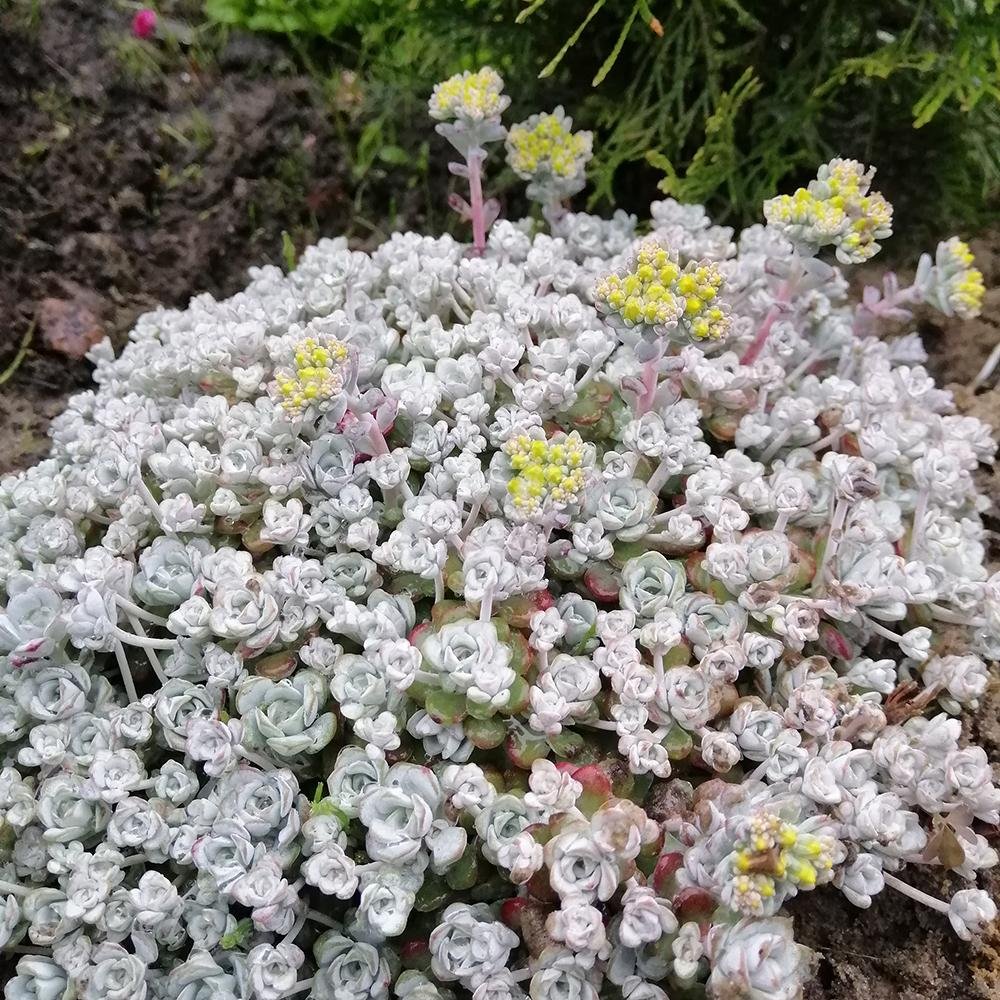 Iarba Grasa (Sedum) Capo Blanco
