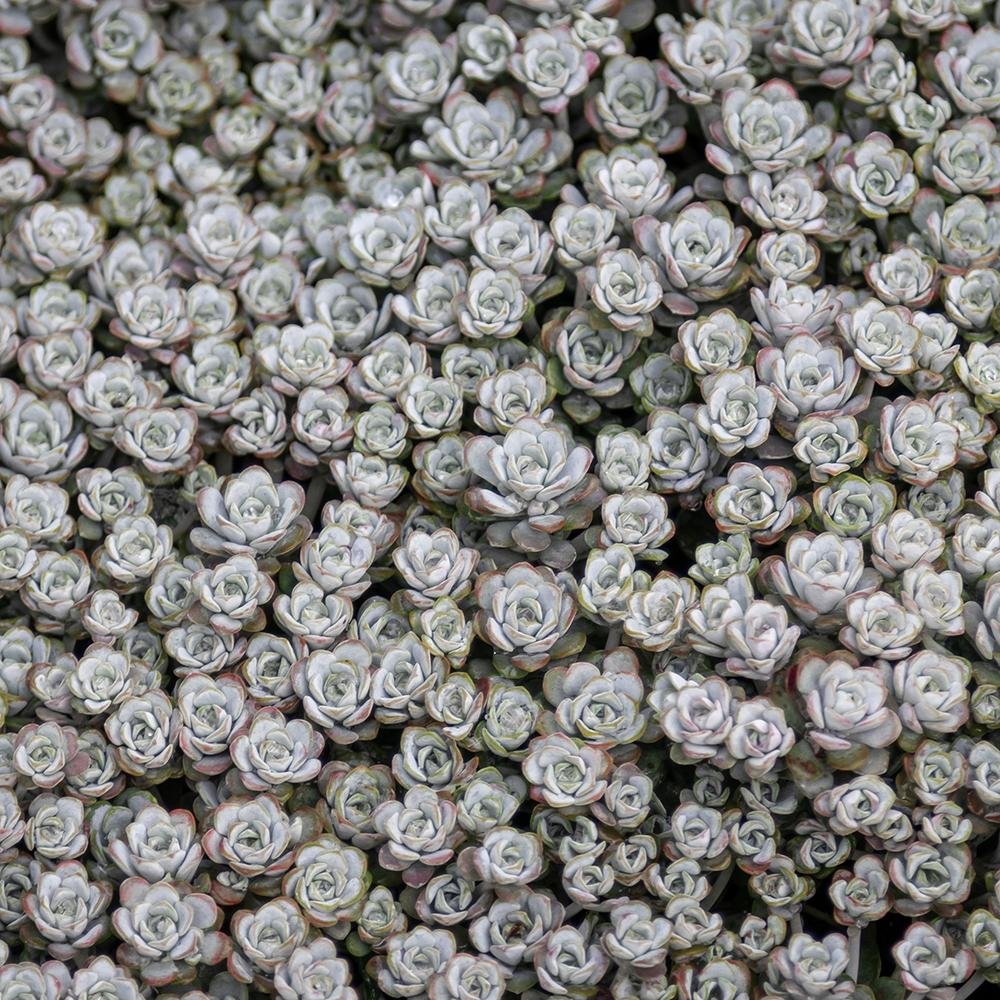 Iarba Grasa (Sedum) Capo Blanco