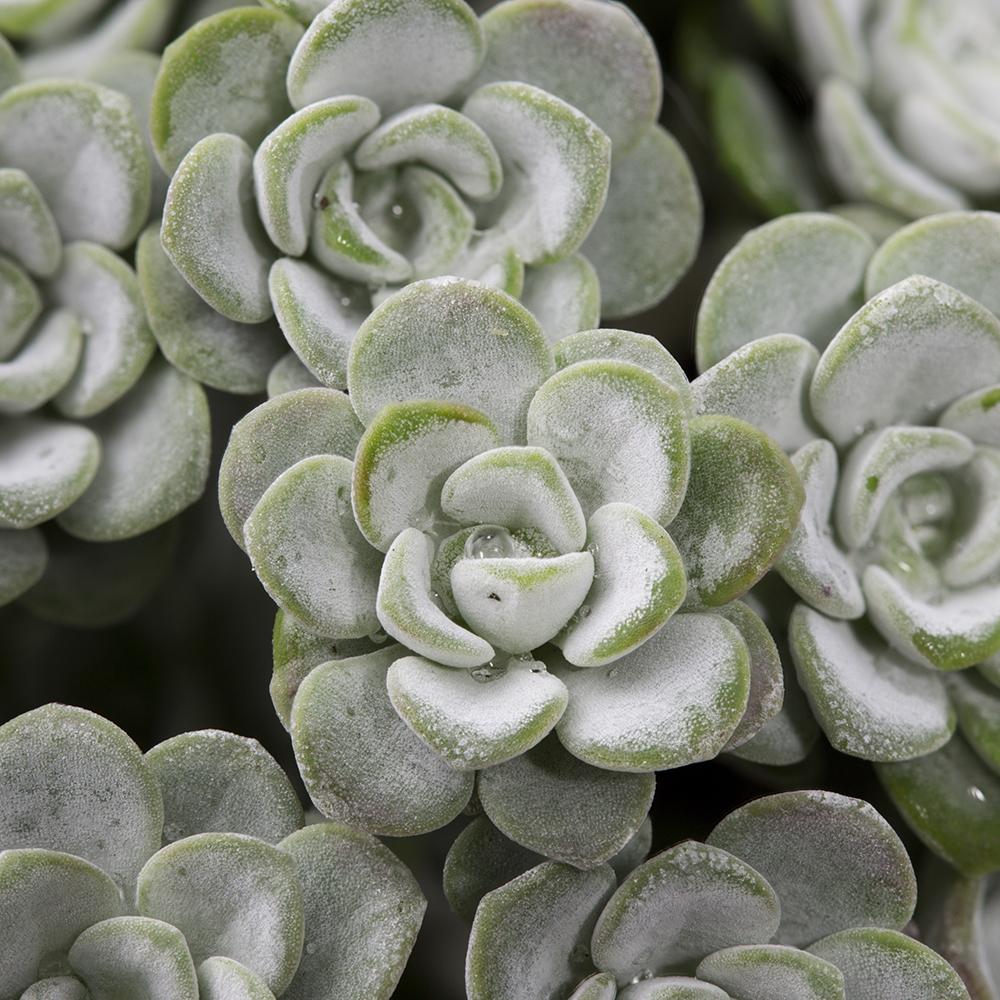 Iarba Grasa (Sedum) Capo Blanco