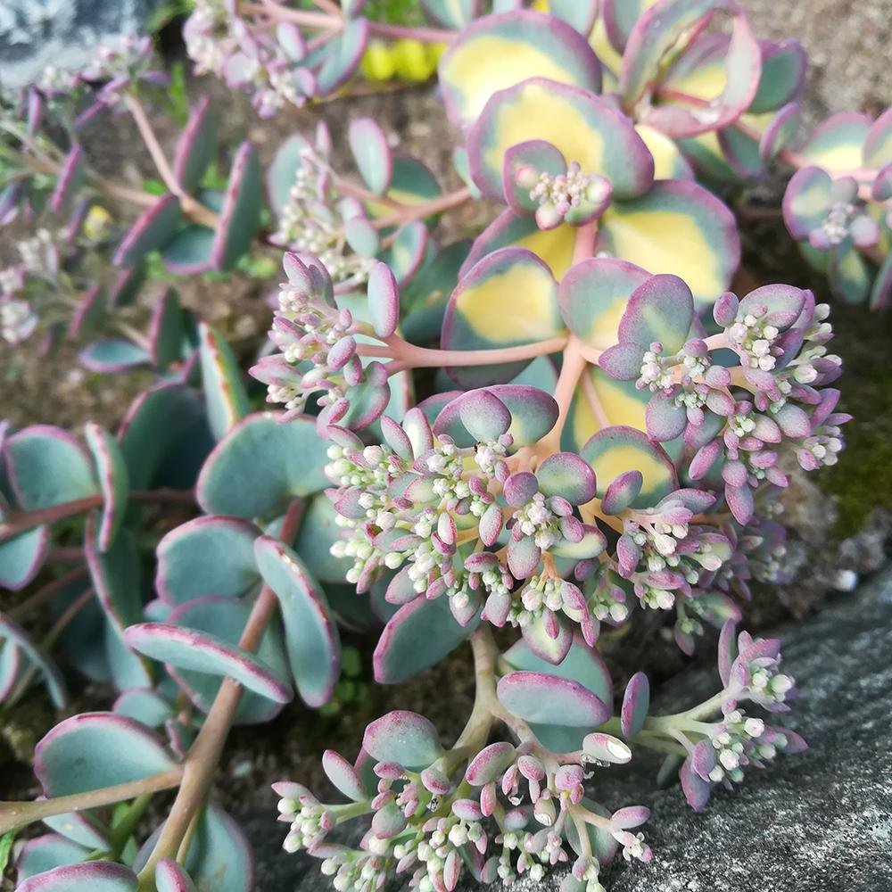 Iarba Grasa (Sedum) Mediovariegatum, cu flori roz si frunzis verde-galben
