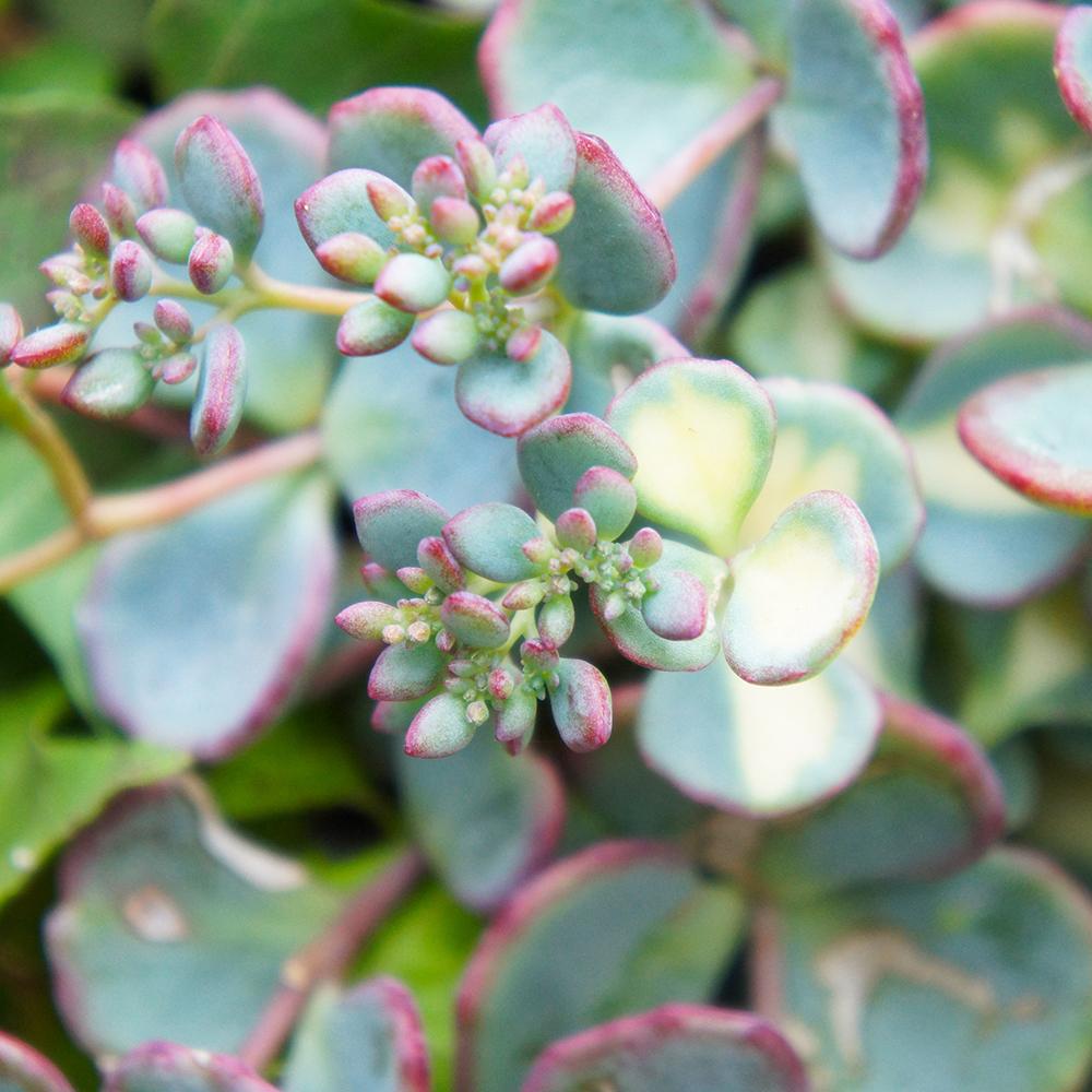 Iarba Grasa (Sedum) Mediovariegatum, cu flori roz si frunzis verde-galben