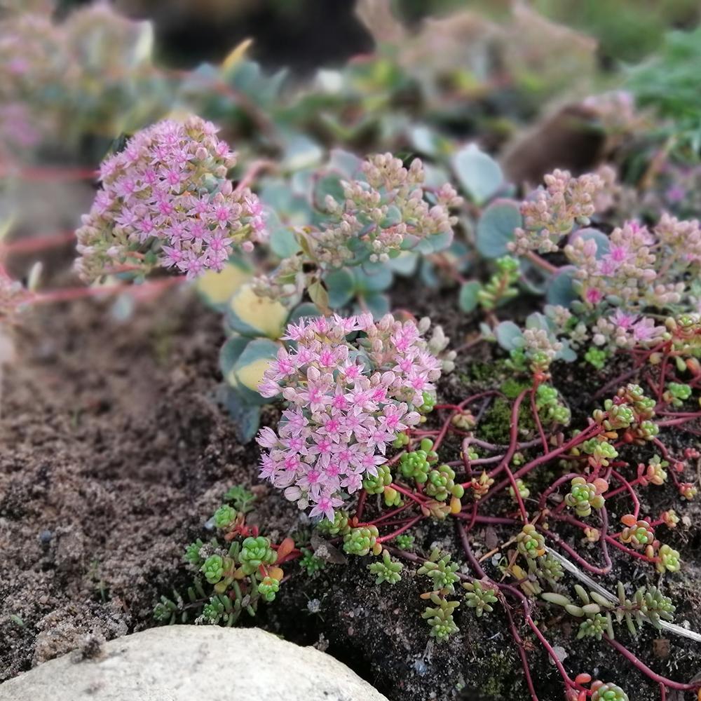 Iarba Grasa (Sedum) Mediovariegatum, cu flori roz si frunzis verde-galben
