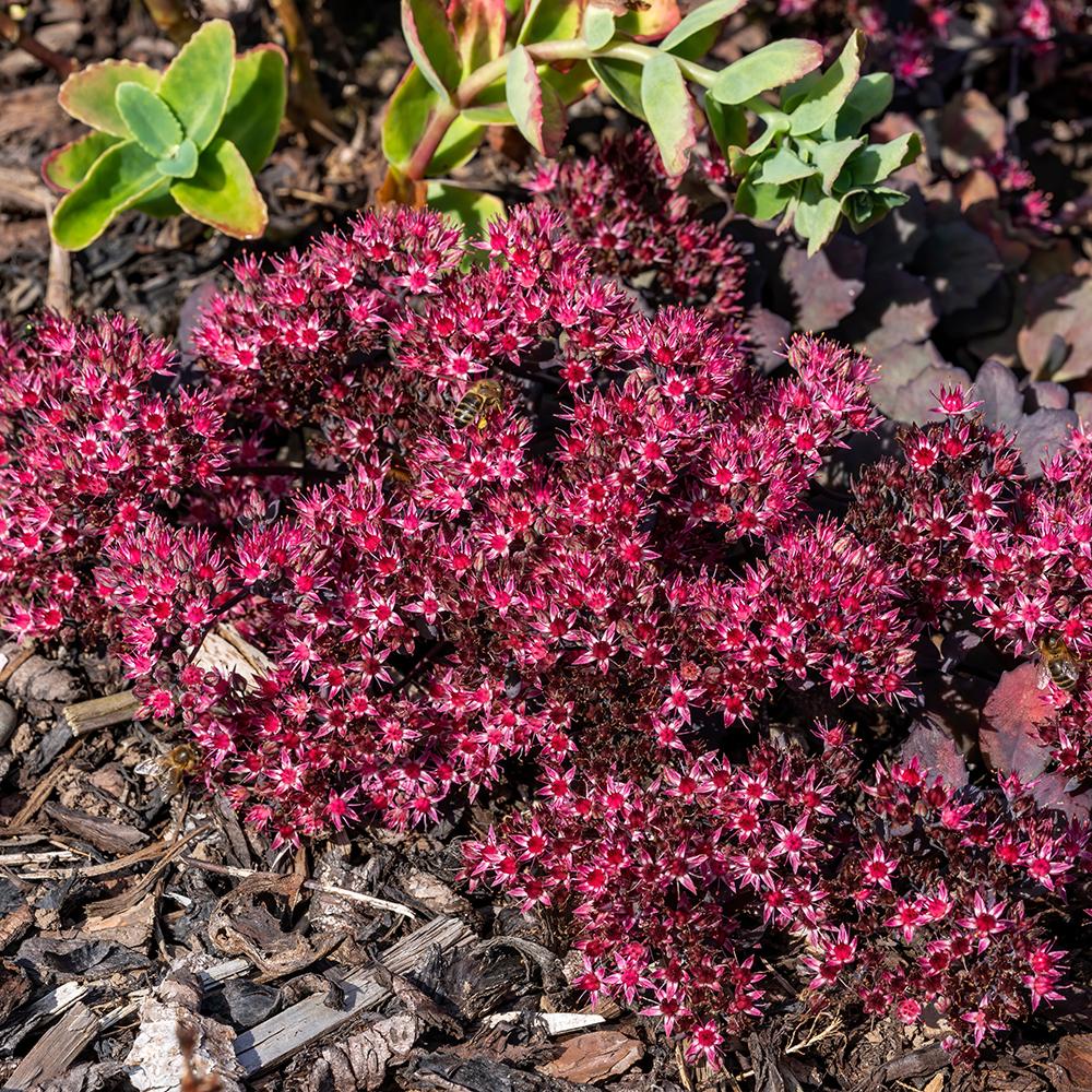 Sedum Purpureum