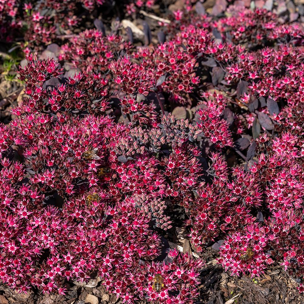 Sedum Purpureum