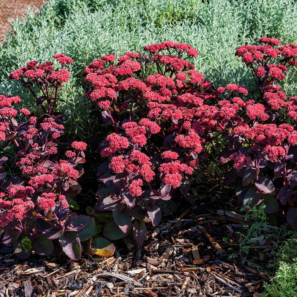 Sedum Purpureum