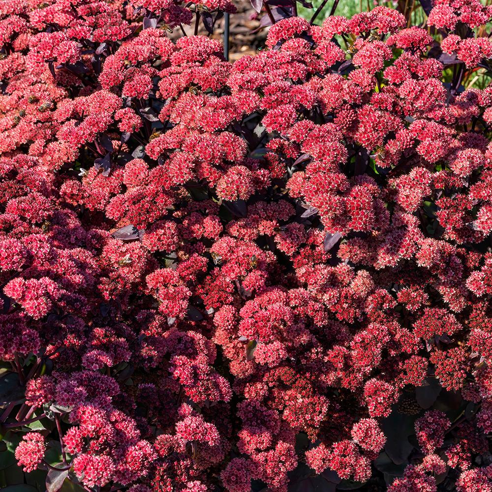 Sedum Purpureum
