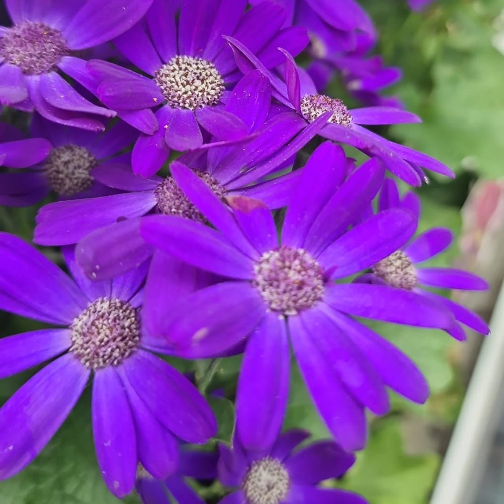 Senecio Senetti
